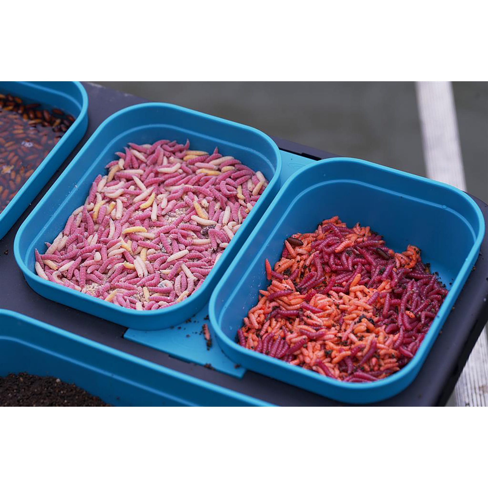 Bait Boxes DMS Small (1 pinta) DRENNAN